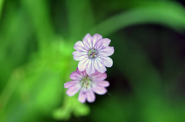 Летние Цветы Флора Лепестки — стоковое фото