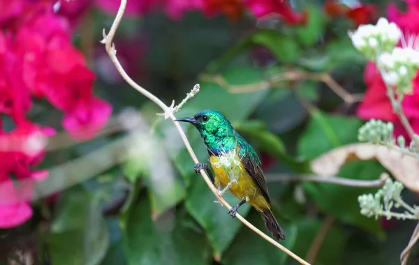 Obserwowanie Ptaków Ładny Ptak Dzikiej Przyrodzie — Zdjęcie stockowe