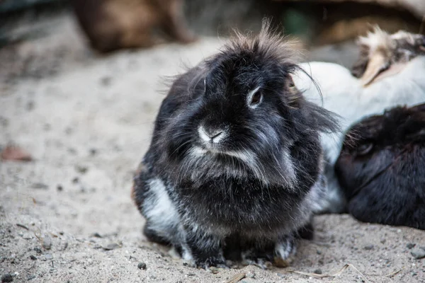 Animali Diversi Attenzione Selettiva — Foto Stock