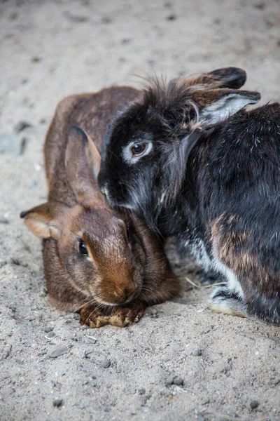 Una Simpatica Cavia Bianco Nero — Foto Stock