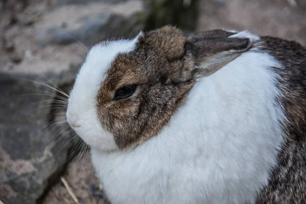 Закрыть Кролика — стоковое фото