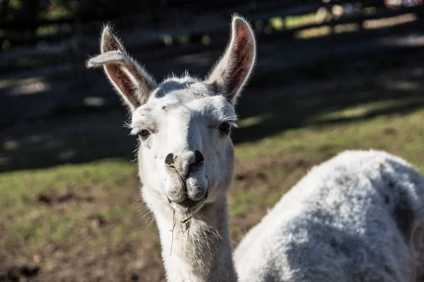 Primer Plano Los Animales Zoológico — Foto de Stock