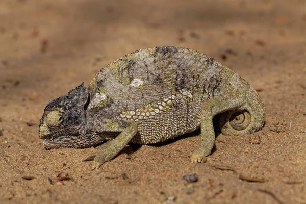 Chameleon Animal Tropical Lizard — Stock Photo, Image