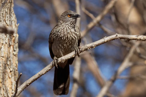 Bird-watching, cute bird at wild nature