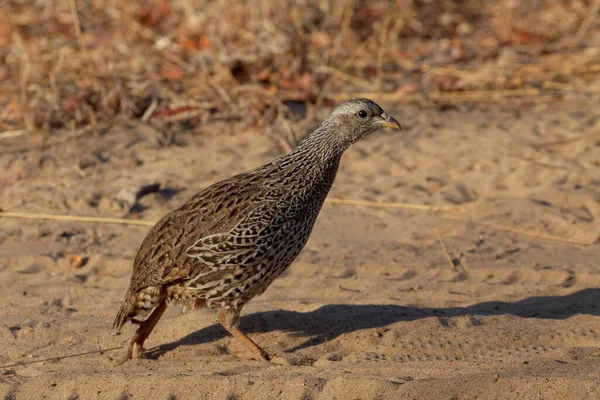 Vogelthema Malerischer Schuss — Stockfoto