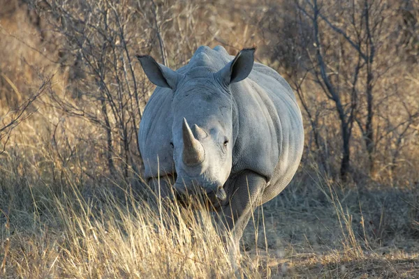 Ссавці Носороги Носороги — стокове фото