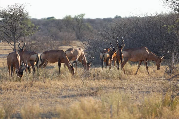 Scenic Kilátás Állat Növényvilág Savannah — Stock Fotó