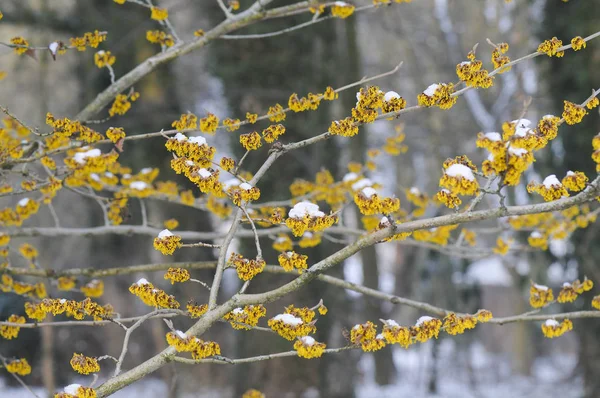 Mooi Botanisch Schot Natuurlijk Behang — Stockfoto