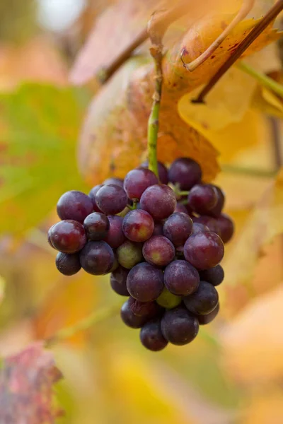 Wine Grapes Berries Fruits — Stock Photo, Image