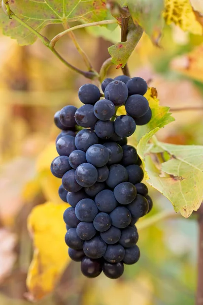 Bagas Uvas Vinho Frutos — Fotografia de Stock