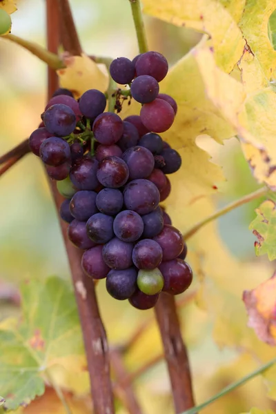 Bagas Uvas Vinho Frutos — Fotografia de Stock