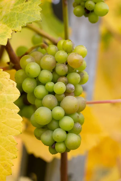 Bacche Uva Vino Frutta — Foto Stock