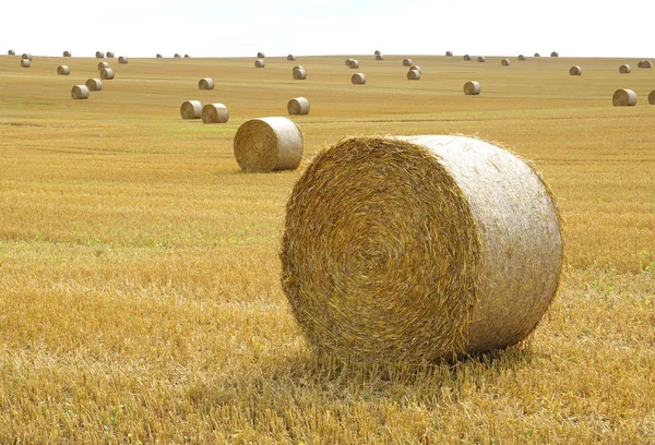 Balas Paja Campo — Foto de Stock