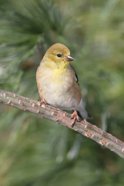 Guldsiskan Carduelis Tristis Uppe Med Grön Bakgrund — Stockfoto