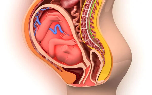 Digitale Illustratie Van Zwangere Anatomie Met Foetus Kleur Achtergrond — Stockfoto