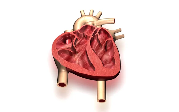 Digital Illustration Heart Colour Background — Stockfoto