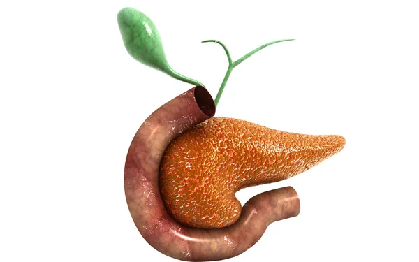 Illustrazione Digitale Del Pancreas Sullo Sfondo Colori — Foto Stock