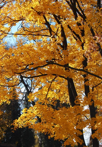 Vue Des Arbres Automne Dans Parc — Photo