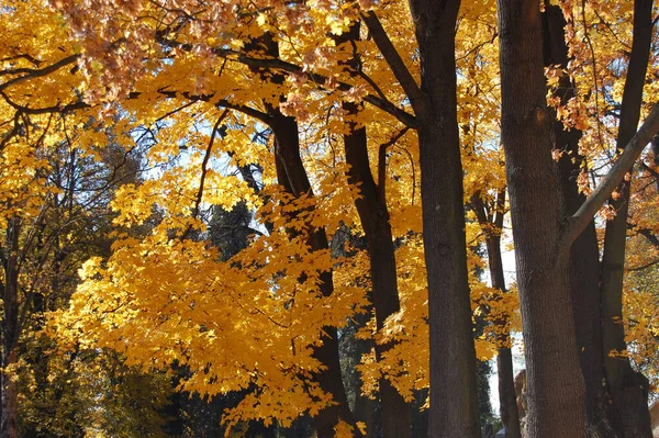 Vue Des Arbres Automne Dans Parc — Photo