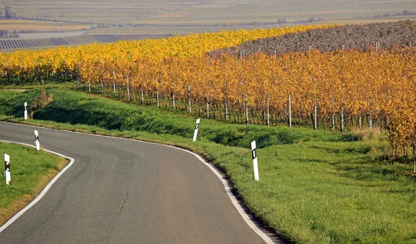 Route Travers Les Vignes Kallstadt — Photo