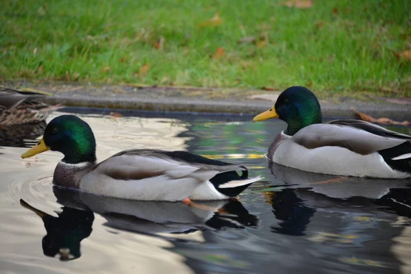 Pato Uma Lagoa Antuérpia — Fotografia de Stock