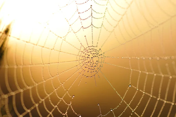 Toile Araignée Dans Lumière Arrière — Photo