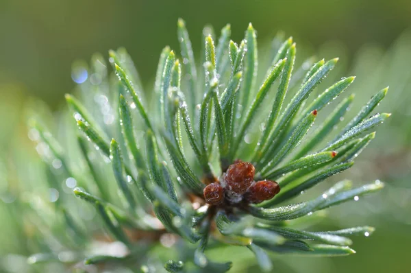 Krásný Botanický Záběr Přírodní Tapety — Stock fotografie