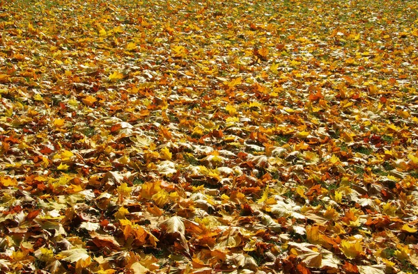 Autumn Leaves Meadow Fall Foliage Meadow — Stock Photo, Image