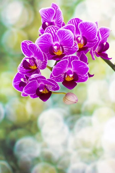 Pétalos Flor Orquídea Rosa —  Fotos de Stock