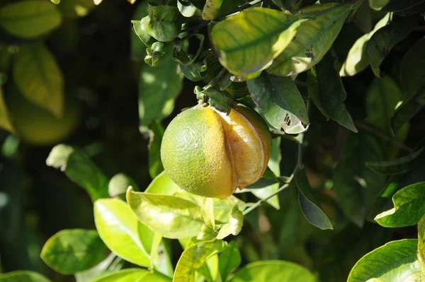 Spain Oranges Tree — Stock Photo, Image