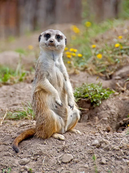 Suricata Posando Para Câmara — Fotografia de Stock