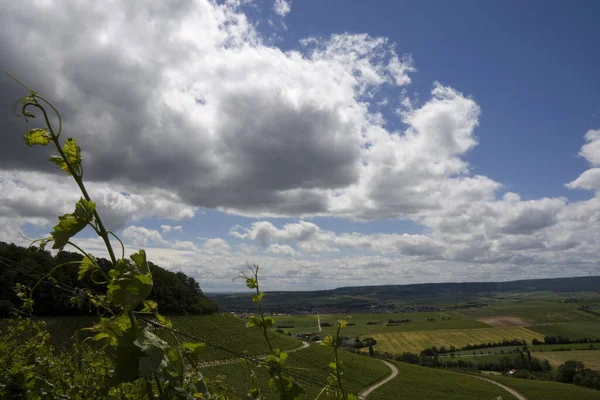 Jordbruk Och Bladverk Vinstockar — Stockfoto