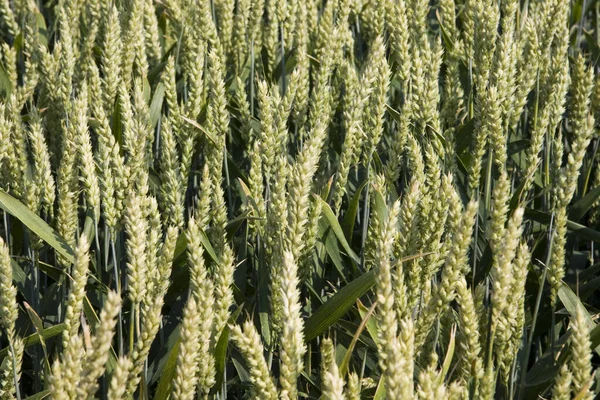 Agriculture Field Countryside Grain Field — Stock Photo, Image