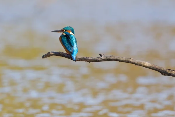 Vista Close Pássaro Kingfisher Vida Selvagem — Fotografia de Stock