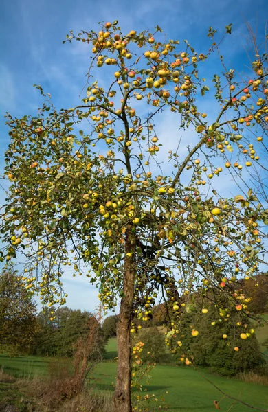 Apfelbaum Herbst — Stockfoto