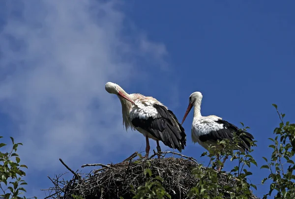 Scenic View Beautiful Stork Birds Nature — Stock Photo, Image