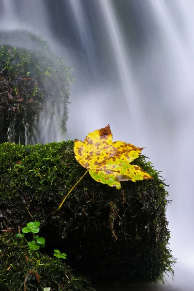 Autumn Liść Tle Zbliżenie — Zdjęcie stockowe