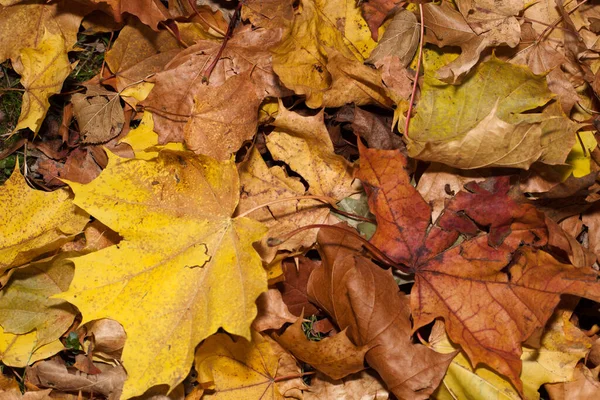 Impressão Folhas Cores Outono — Fotografia de Stock