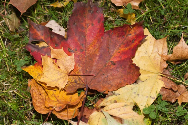 Впечатление Листьев Осенних Красок — стоковое фото