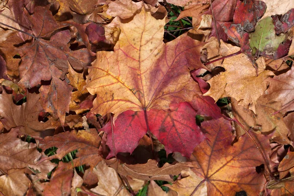 Impression Leaves Autumn Colors — Stock Photo, Image