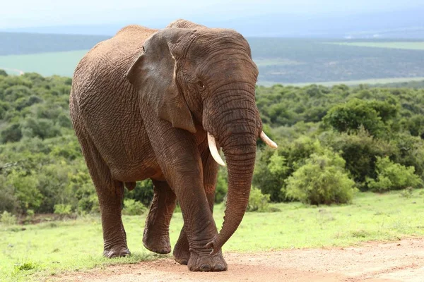 Nagy Férfi Afrikai Elefánt Séta Bokor Veld — Stock Fotó