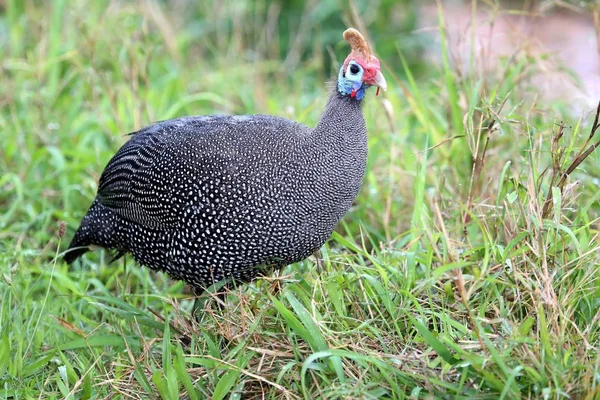 Hermoso Pájaro Guinea Pájaro Guinea Con Casco Con Plumas Manchadas — Foto de Stock