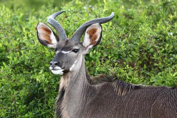 Portret Van Een Jonge Mannelijke Kudu Antilopen Groene Afrikaanse Bush — Stockfoto