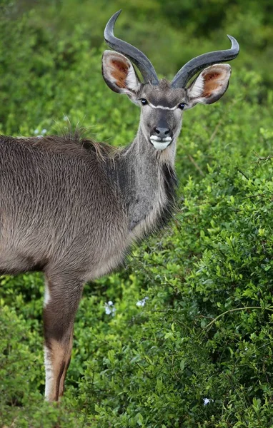 Portrét Mladíky Kudu Antilopy Zeleném Africkém Keři — Stock fotografie