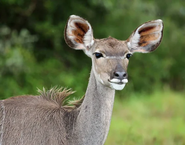 Mujer Kudu Con Grandes Orejas Pie Terciopelo Arbusto Africano —  Fotos de Stock