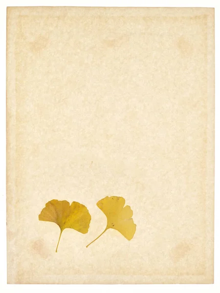 Листя Яленого Жовтого Коричневого Сушеного Мистецтва Гінкго Осіннє Листя — стокове фото