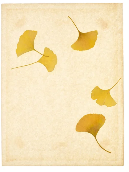 Φύλλα Κίτρινα Καφέ Αποξηραμένα Ξεπερασμένα Φθινόπωρο Τέχνη Ginkgo Φύλλωμα — Φωτογραφία Αρχείου