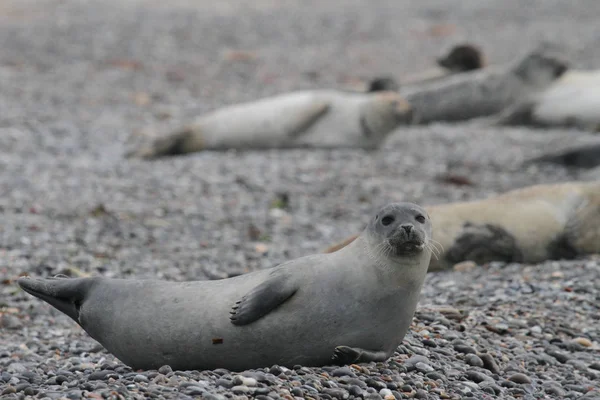 Robben Het Strand — Stockfoto