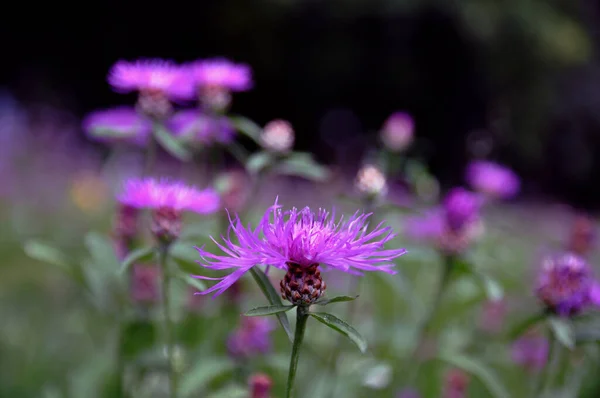 Campo Flores Flora Verão Natureza — Fotografia de Stock