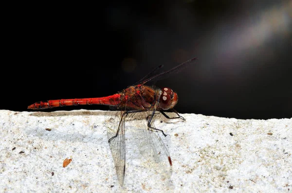 Detailní Makro Pohled Hmyz Vážky — Stock fotografie